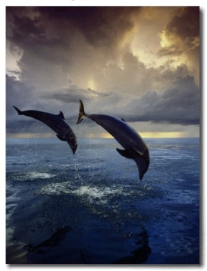 Bottlenose Dolphins, Tursiops Truncatus