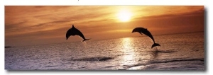 Sunset Dolphins