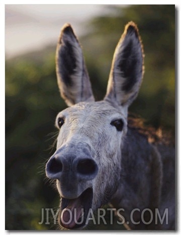 Close View of a Braying Donkey