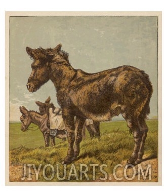 Three Donkeys in a Field