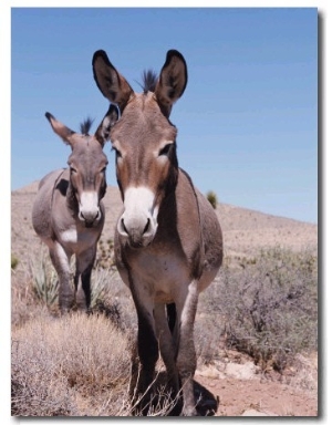 Wild Burro, Arizona