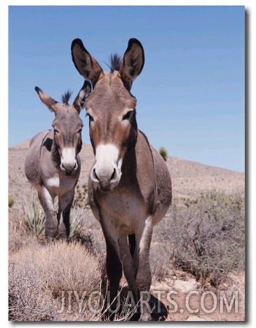 Wild Burro, Arizona