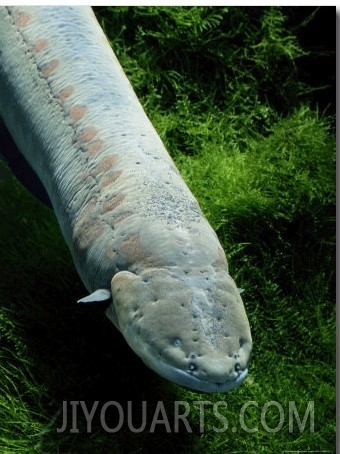 An Electric Eel