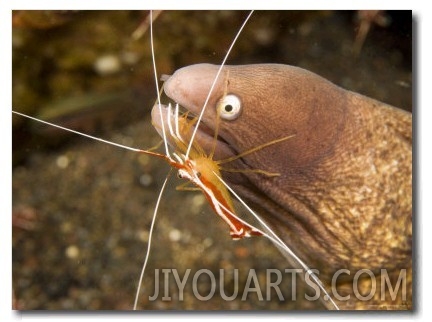 Cleaner Shirmp Cleans Parasites from White Eyed Moray Eel, Bali, Indonesia