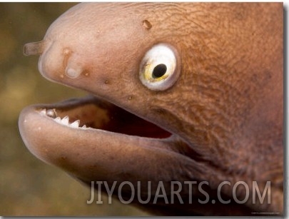 Closeup of a White Eyed Moray Eel, Bali, Indonesia