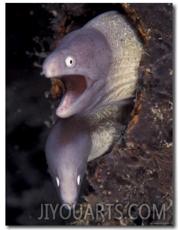 Pair of Grey Faced Moray Eels, Indo Pacific