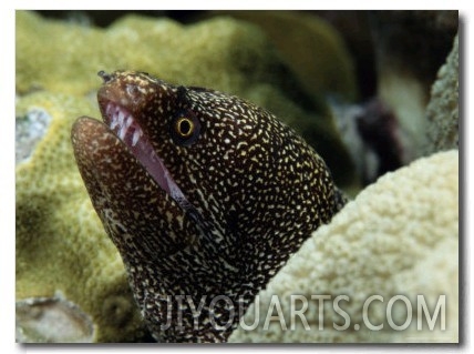 Whitemouth Moray Eel