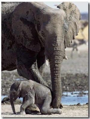 African Elephant Female Helping Baby (Loxodonta Africana) Etosha National Park, Namibia