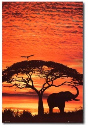 African Sunset