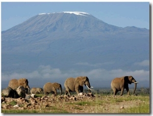 Elephants Backdropped by Mt. Kilimanjaro, Amboseli, Kenya