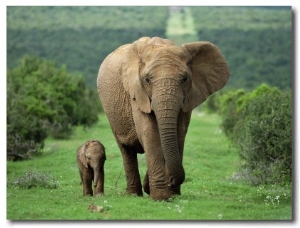 Mother and Calf, African Elephant (Loxodonta Africana), Addo National Park, South Africa, Africa