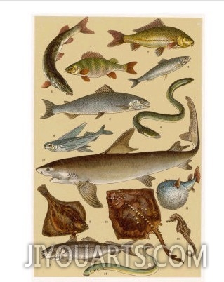 A Selection of Fish