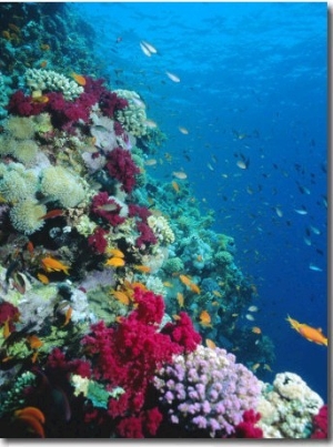 Huge Biodiversity in Living Coral Reef, Red Sea, Egypt