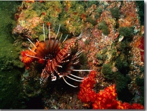 Martini Rock and Lion Fish, United Arab Emirates