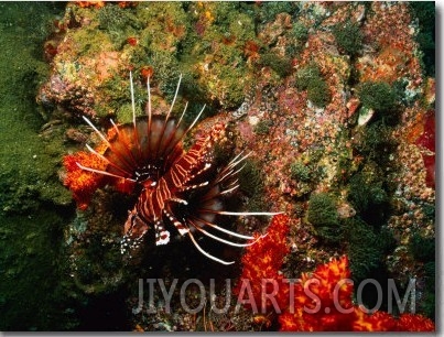 Martini Rock and Lion Fish, United Arab Emirates