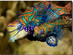 Pair of Mandarinfish Swim Close Together Prior to Spawning, Malapascua Island, Philippines