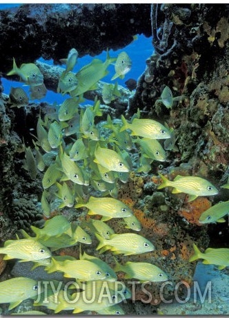 Schooling Bluestriped Grunts, Bahamas, Caribbean