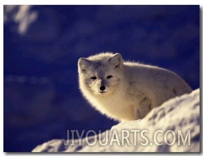 Arctic Fox, Winter Pelage, Alopex Lagopus