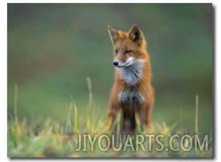 Red Fox