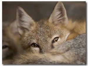 Swift Fox at the Omaha Zoo, Nebraska