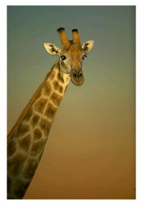 Giraffe at Twilight, Tuli Game Reserve, Botswana