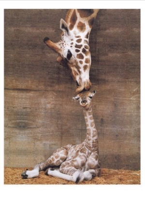 Giraffe, First Kiss