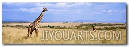 Giraffe, Maasai Mara, Kenya