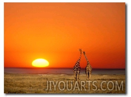 Giraffes Stretch their Necks at Sunset, Ethosha National Park, Namibia