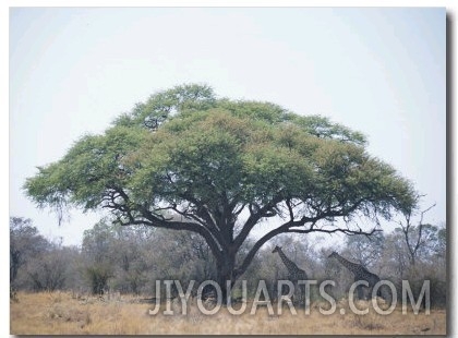 Two Giraffes Stand in the Shade of a Large Acacia Tree