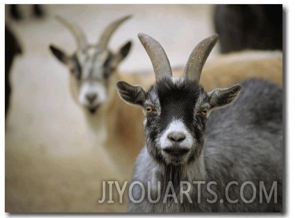 A Pair of Domestic Goats, Capra Hircus Hircus