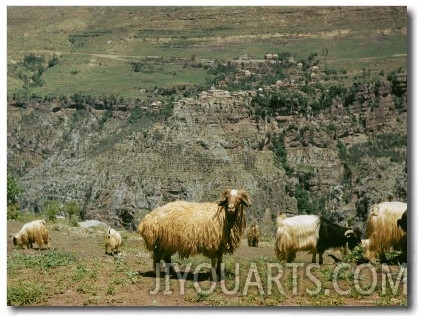 Goats in a Field