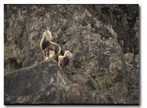 Mountain Goat