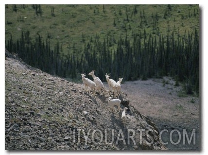 Mountain Goats on a Rocky Mountainside in the Yukon Territory