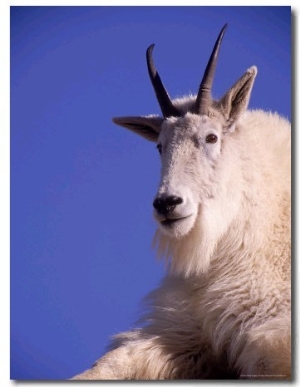 Mountain Goat (Oreamnos Americanus), CO