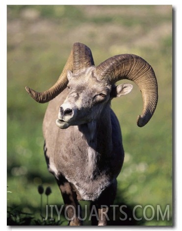 Rocky Mountain Bighorn Sheep, Montana