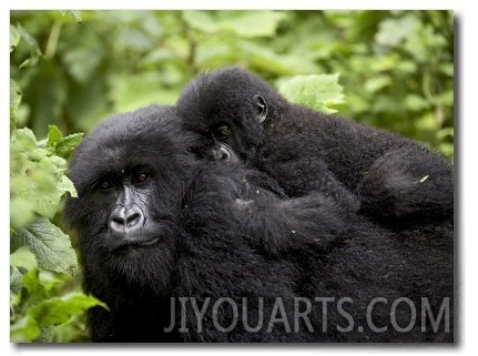 Adult Female Mountain Gorilla with Infant Riding on Her Back, Amahoro a Group, Rwanda, Africa