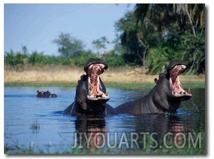 Hippo, Botswana