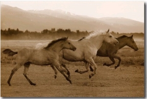 Horse Trio