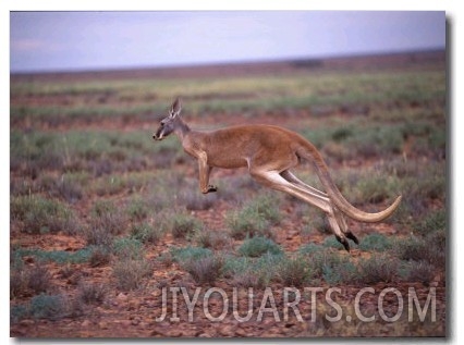 A Red Kangaroo Bounds Across the New South Wales Countryside