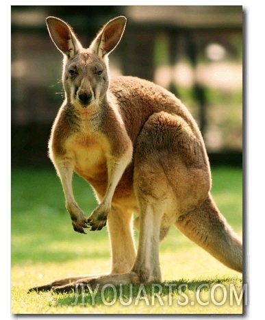 Australian Kangaroo