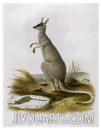 Macropus Parryi