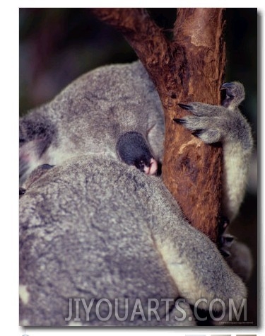 A Sleeping Koala Hugs a Branch