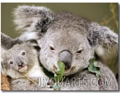 An 8 Month Old Koala Joey