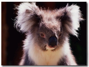 Koala, Australia