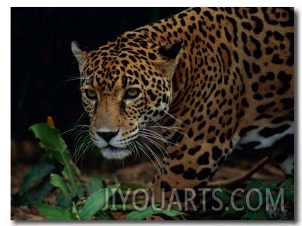 A Portrait of a Leopard (Panthera Pardus)