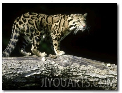 Clouded Leopard, Neofelis Nebulosa Malaysia