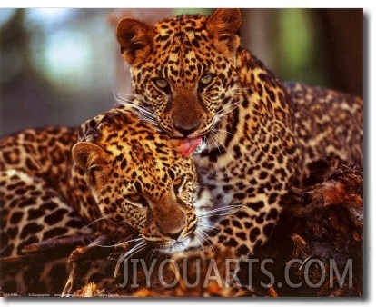 Leopards