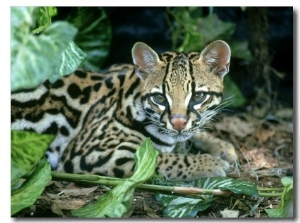 Ocelot, Felis Pardalis