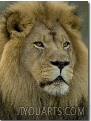 African Lion from the Sedgwick County Zoo, Kansas