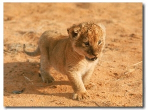 Lion Cub in Africa